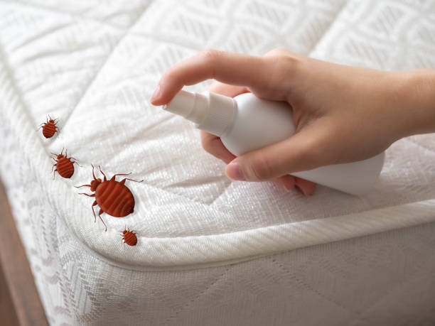 Best Termite Control Services  in Waynesburg, PA
